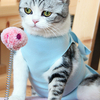 Anti-Lick Cat Recovery Suit,  Cat Recovery Clothes After Surgical Sterilization,  Cat Small Dog Neutering Clothes