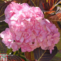 Hydrangea macrophylla 