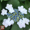 Hydrangea macrophylla 