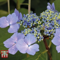 Hydrangea macrophylla 