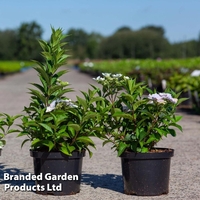 Hydrangea macrophylla 