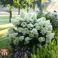Hydrangea paniculata 