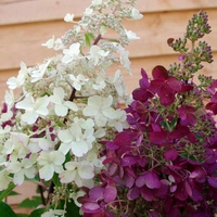 Hydrangea paniculata 