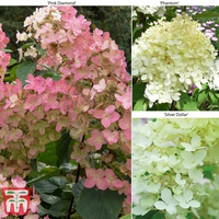 Hydrangea paniculata Collection