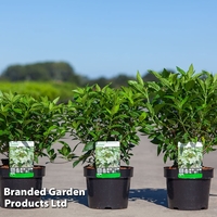 Hydrangea paniculata 