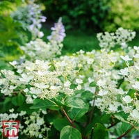 Hydrangea paniculata 