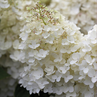 Hydrangea paniculata 