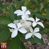 Hydrangea paniculata 