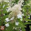 Hydrangea paniculata 