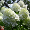 Hydrangea paniculata 