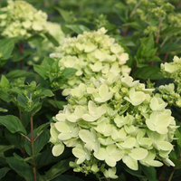 Hydrangea paniculata 