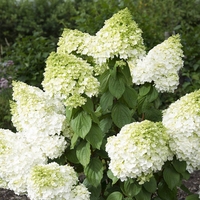 Hydrangea paniculata 