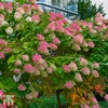 Hydrangea paniculata 