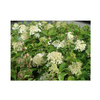 Hydrangea paniculata 