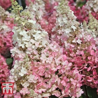 Hydrangea paniculata 