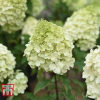 Hydrangea paniculata 