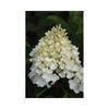 Hydrangea paniculata 