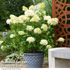 Hydrangea paniculata 