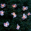 Solar Orchid Stringlight