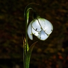Solar Snowdrop Stake Light